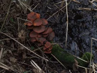 Fluweelpootjes sl. [Flammulina velutipes sl]